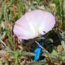 Convolvulus lineatus L. Convolvulaceae - Liseron rayé