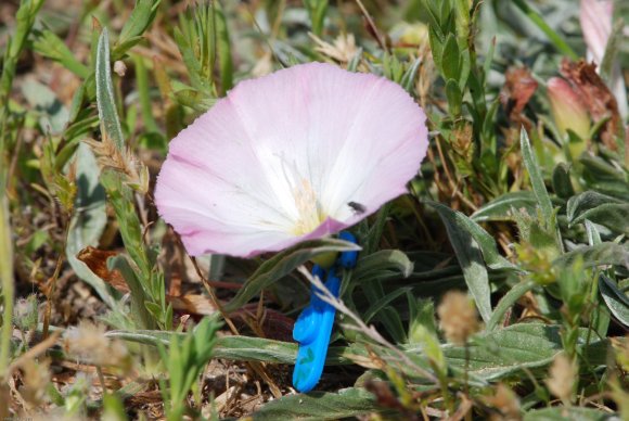 Convolvulus lineatus L. Convolvulaceae - Liseron rayé