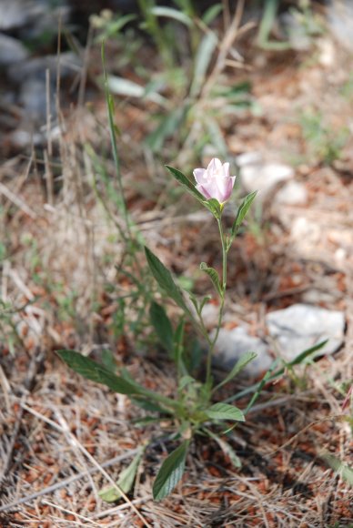 Convolvulus lineatus L. Convolvulaceae - Liseron rayé