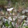 Convolvulus lineatus L. Convolvulaceae - Liseron rayé