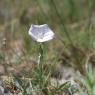 Convolvulus lineatus L. Convolvulaceae - Liseron rayé