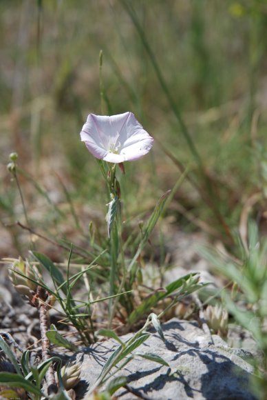 Convolvulus lineatus L. Convolvulaceae - Liseron rayé