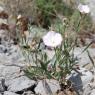 Convolvulus lineatus L. Convolvulaceae - Liseron rayé