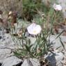 Convolvulus lineatus L. Convolvulaceae - Liseron rayé