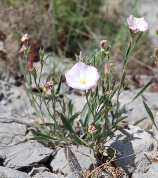 Convolvulus lineatus L. Convolvulaceae - Liseron rayé