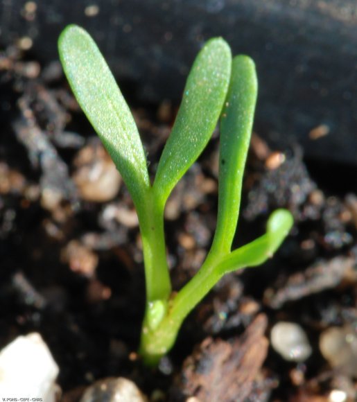 Convolvulus lineatus L. Convolvulaceae - Liseron rayé