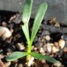 Convolvulus lineatus L. Convolvulaceae - Liseron rayé