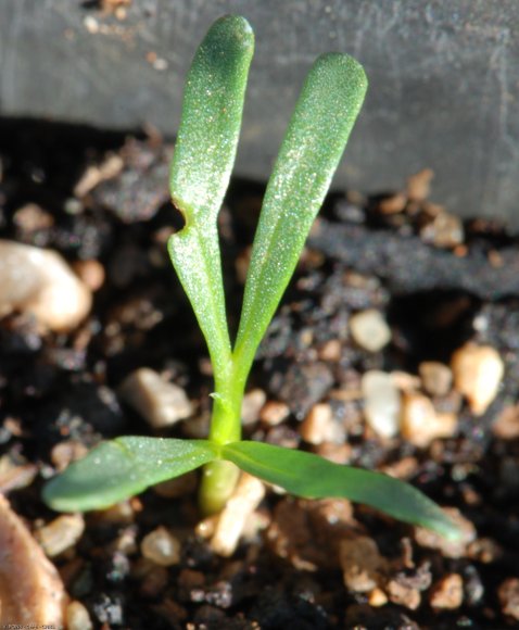 Convolvulus lineatus L. Convolvulaceae - Liseron rayé