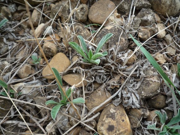 Convolvulus lineatus L. Convolvulaceae - Liseron rayé