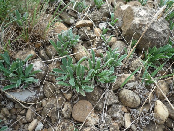 Convolvulus lineatus L. Convolvulaceae - Liseron rayé