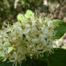 Cornus sanguinea L. Cornaceae
 - Cornouiller sanguin
