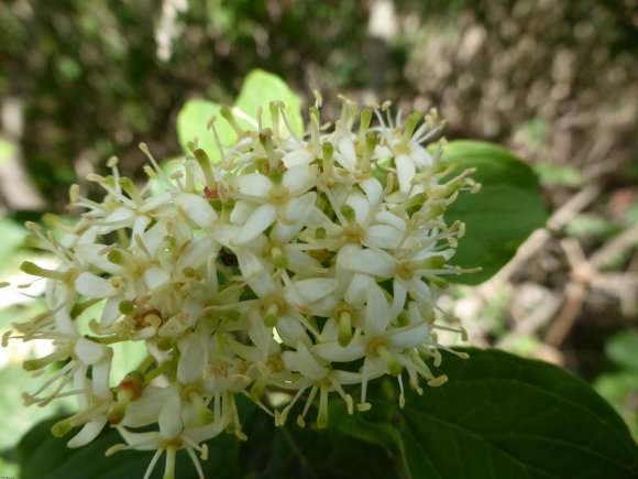 Cornus sanguinea L. Cornaceae
 - Cornouiller sanguin