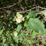 Cornus sanguinea