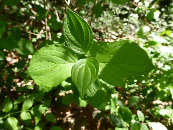 Cornus sanguinea L. Cornaceae
 - Cornouiller sanguin