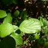 Cornus sanguinea L. Cornaceae
 - Cornouiller sanguin