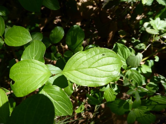 Cornus sanguinea L. Cornaceae
 - Cornouiller sanguin