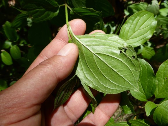 Cornus sanguinea L. Cornaceae
 - Cornouiller sanguin