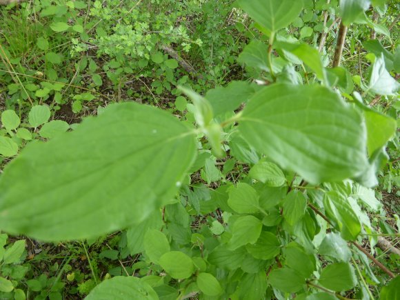 Cornus sanguinea L. Cornaceae
 - Cornouiller sanguin