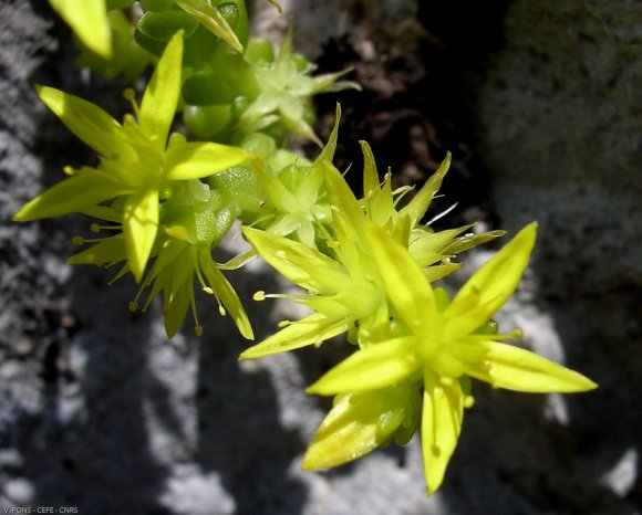 Sedum acre L. Crassulaceae-Orpin acre