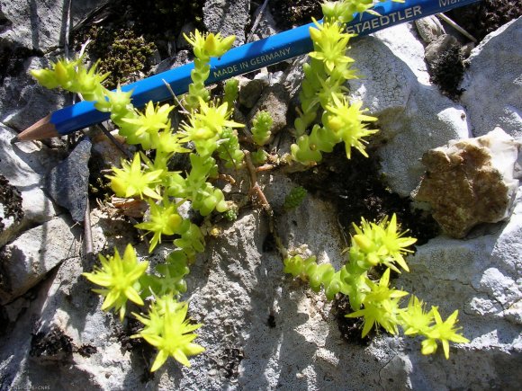 Sedum acre L. Crassulaceae-Orpin acre