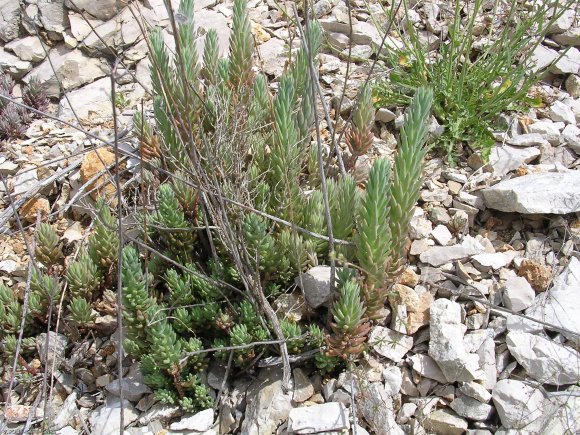 Sedum sediforme (Jacq.) Pau Crassulaceae - Orpin de Nice