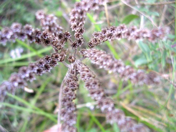 Sedum sediforme (Jacq.) Pau Crassulaceae - Orpin de Nice