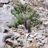 Sedum sediforme (Jacq.) Pau Crassulaceae - Orpin de Nice