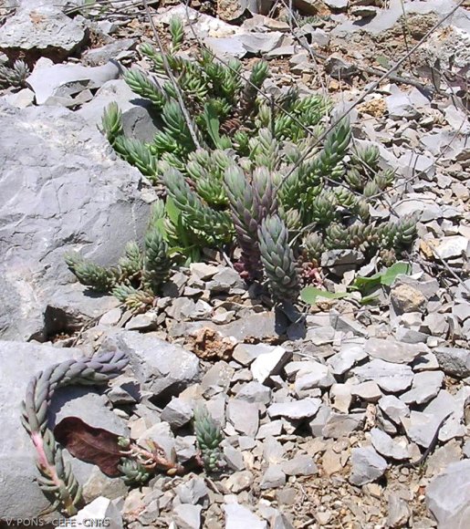 Sedum sediforme (Jacq.) Pau Crassulaceae - Orpin de Nice