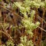 Sedum sediforme (Jacq.) Pau Crassulaceae - Orpin de Nice