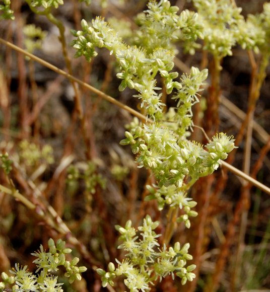 Sedum sediforme (Jacq.) Pau Crassulaceae - Orpin de Nice