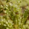 Sedum sediforme (Jacq.) Pau Crassulaceae - Orpin de Nice