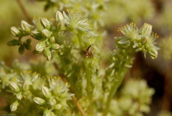 Sedum sediforme (Jacq.) Pau Crassulaceae - Orpin de Nice