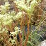 Sedum sediforme (Jacq.) Pau Crassulaceae - Orpin de Nice