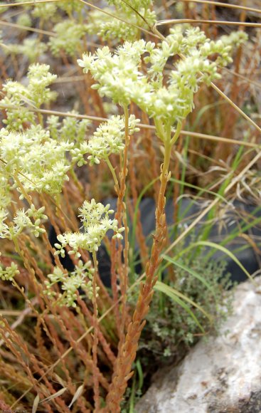 Sedum sediforme (Jacq.) Pau Crassulaceae - Orpin de Nice