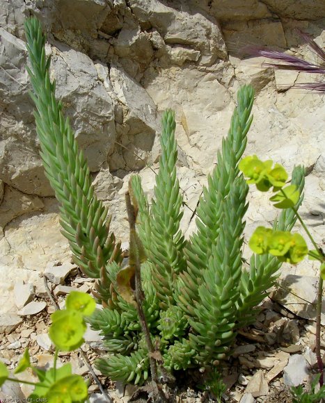 Sedum sediforme (Jacq.) Pau Crassulaceae - Orpin de Nice