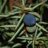 Juniperus communis L. Cupressaceae - Genièvre
