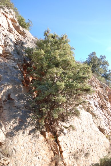 Juniperus oxycedrus L. Cupressaceae-Cade