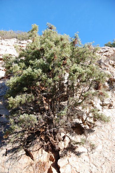 Juniperus oxycedrus L. Cupressaceae-Cade