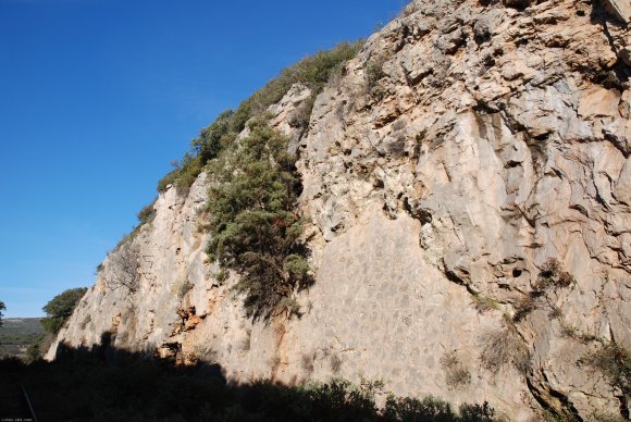 Juniperus oxycedrus L. Cupressaceae-Cade