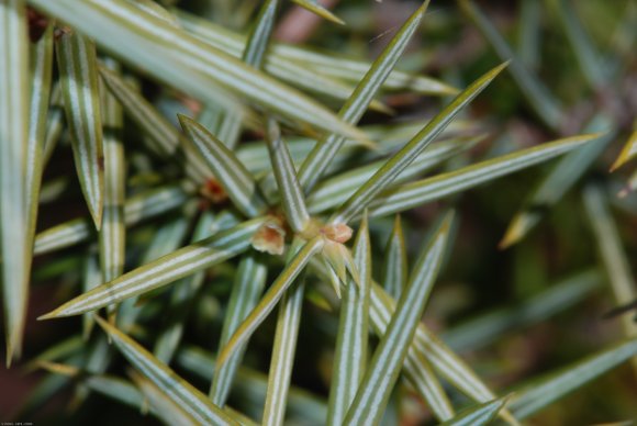 Juniperus oxycedrus L. Cupressaceae-Cade