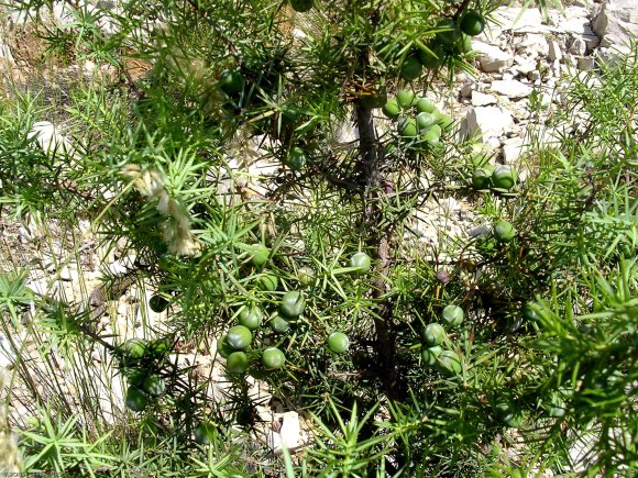 Juniperus oxycedrus L. Cupressaceae-Cade