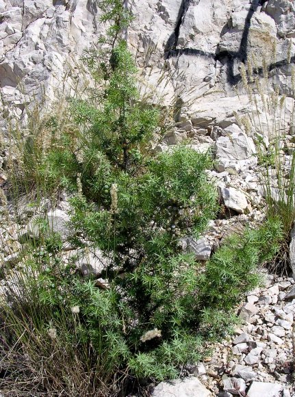 Juniperus oxycedrus L. Cupressaceae-Cade