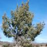 Juniperus oxycedrus L. Cupressaceae-Cade