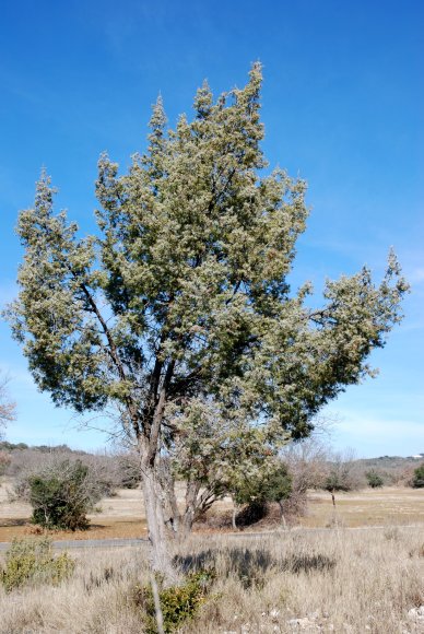 Juniperus oxycedrus L. Cupressaceae-Cade