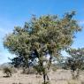 Juniperus oxycedrus L. Cupressaceae-Cade