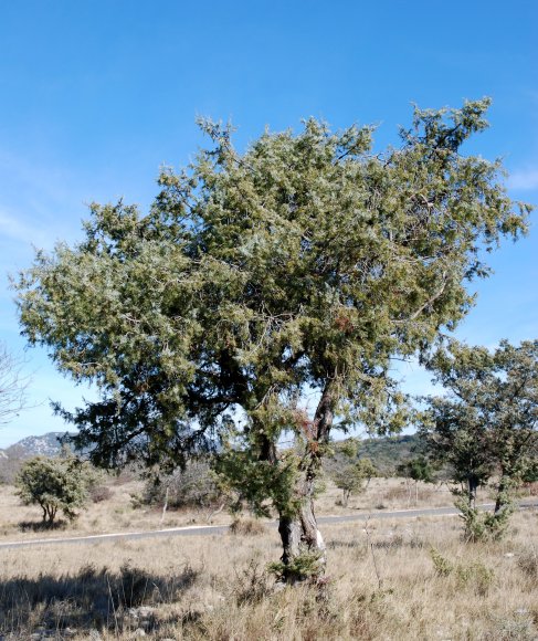 Juniperus oxycedrus L. Cupressaceae-Cade