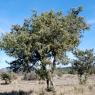 Juniperus oxycedrus L. Cupressaceae-Cade