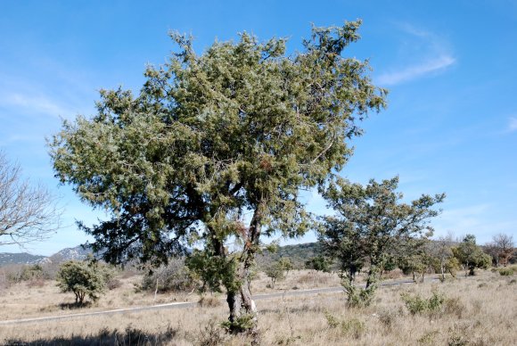 Juniperus oxycedrus L. Cupressaceae-Cade