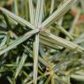 Juniperus oxycedrus L. Cupressaceae-Cade