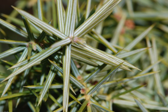 Juniperus oxycedrus L. Cupressaceae-Cade